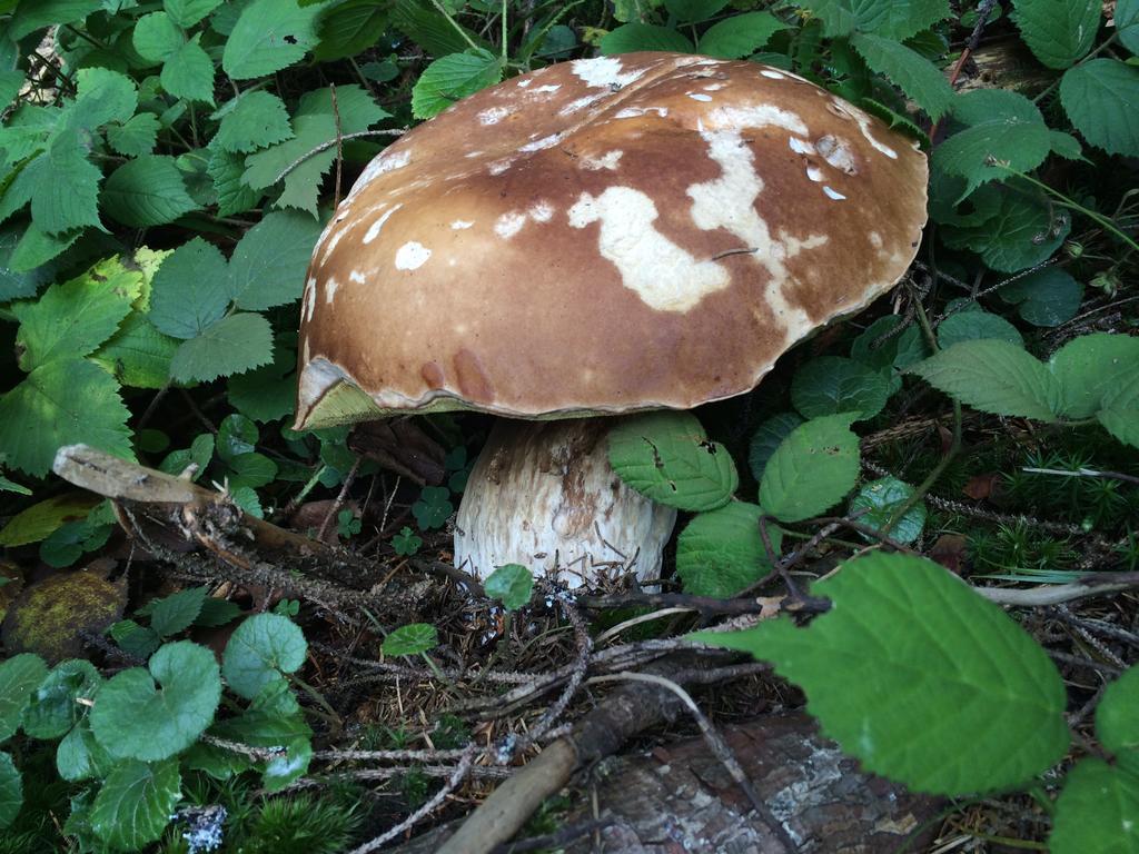Pidstromom Mykulychyn