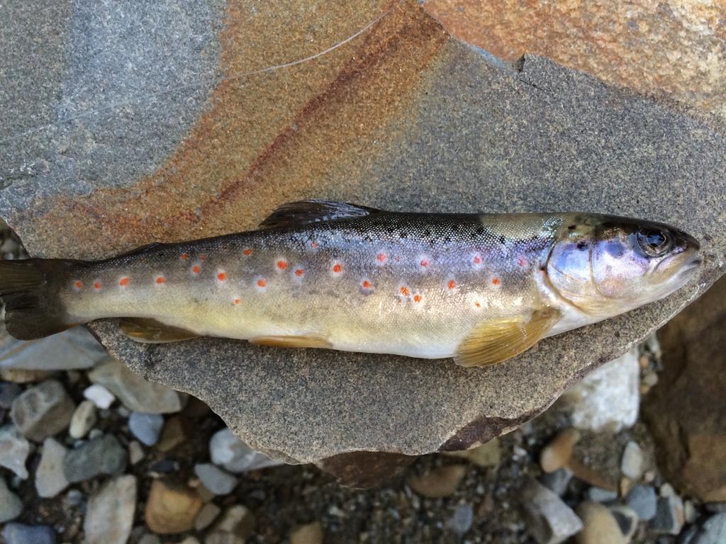 Pidstromom Lodge